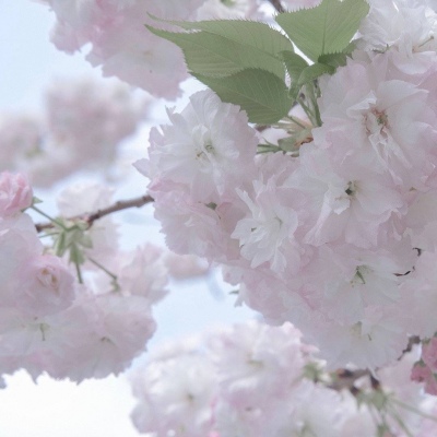 梅列福瑞交流群